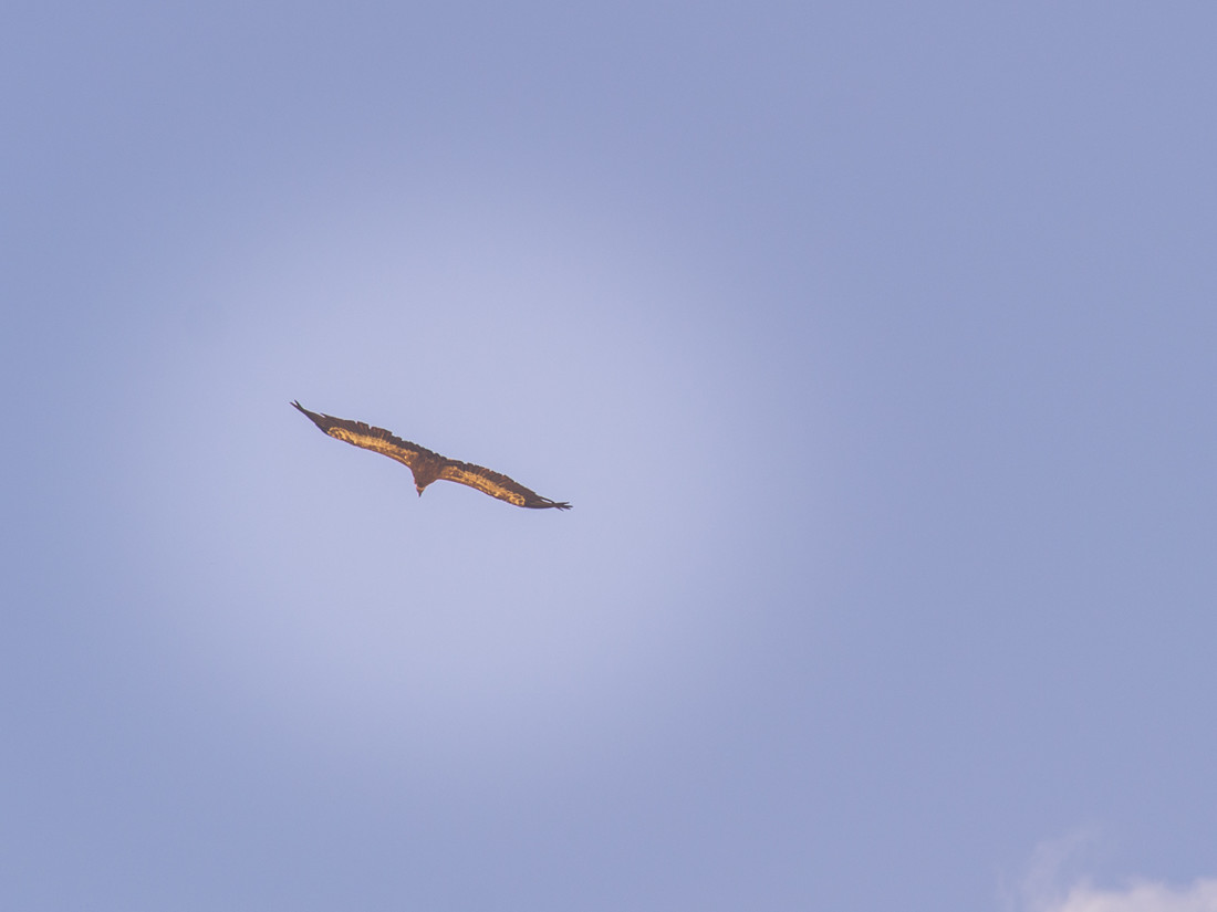 200516Vadiello_160516_DSC3563